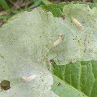 Pegomya solenni